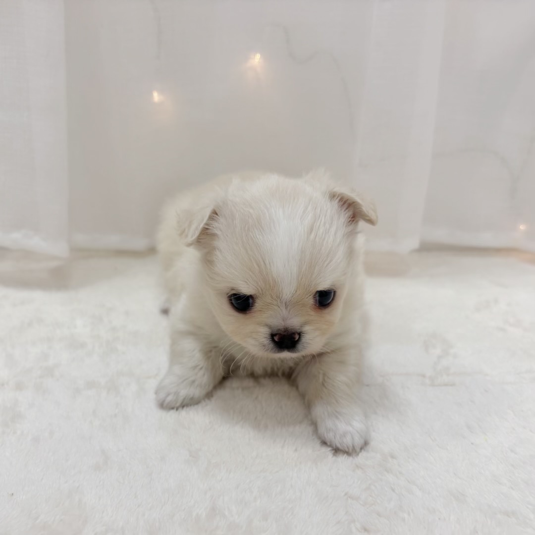 千葉県のチワワ(ロング) (犬の家＆猫の里BIGHOPガーデンモール印西店/2025年10月7日生まれ/男の子/クリーム)の子犬の3枚目の画像