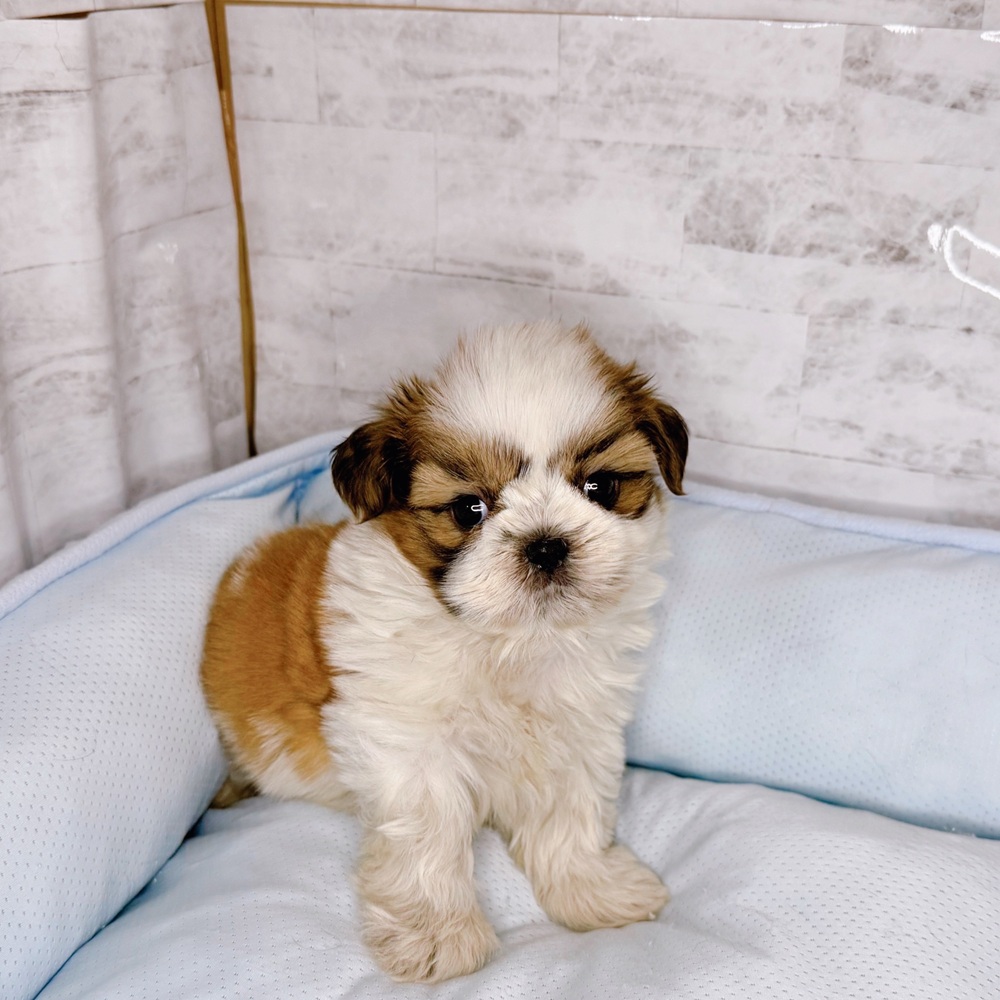 シーズー男の子の写真