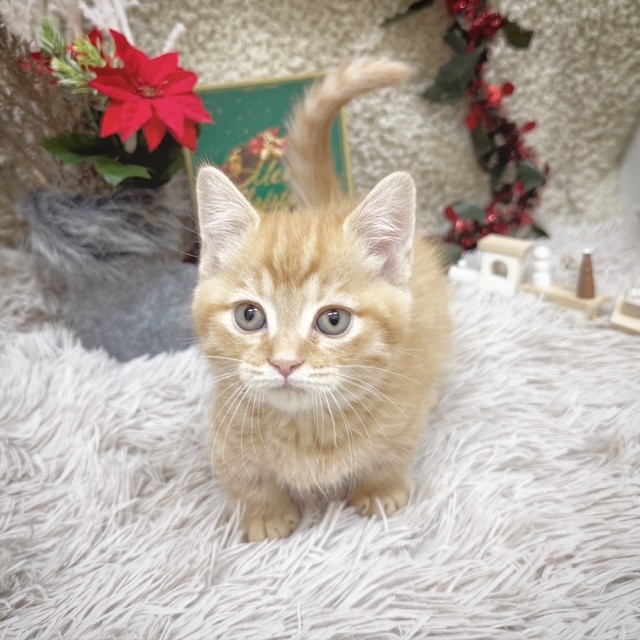 静岡県のマンチカン (犬の家＆猫の里藤枝店/2025年10月7日生まれ/女の子/レッドタビー)の子猫の3枚目の画像