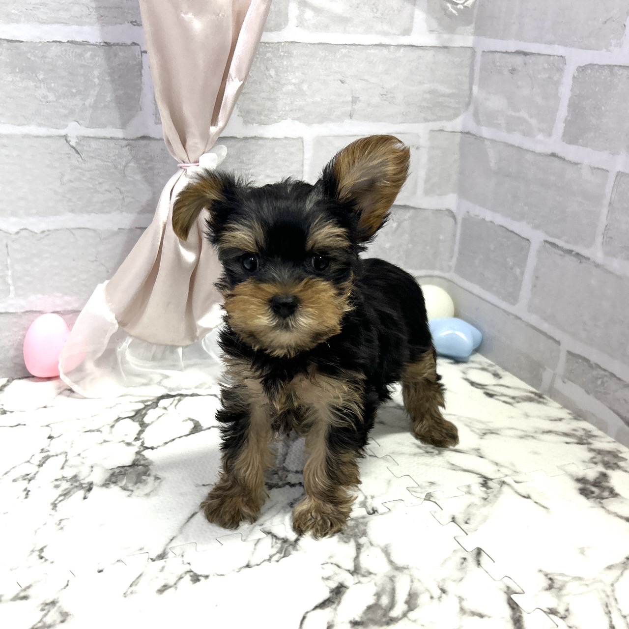 愛知県のヨークシャーテリア (犬の家＆猫の里岡崎店/2025年10月7日生まれ/男の子/スチールブルータン)の子犬の3枚目の画像