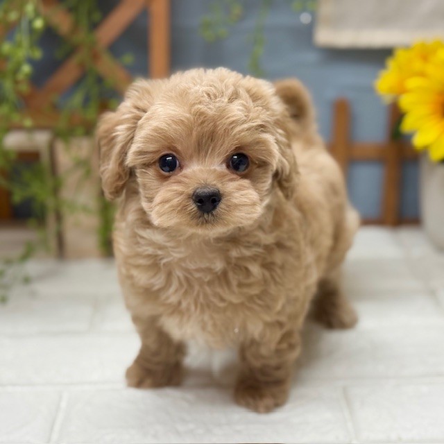 ハーフ犬女の子の写真