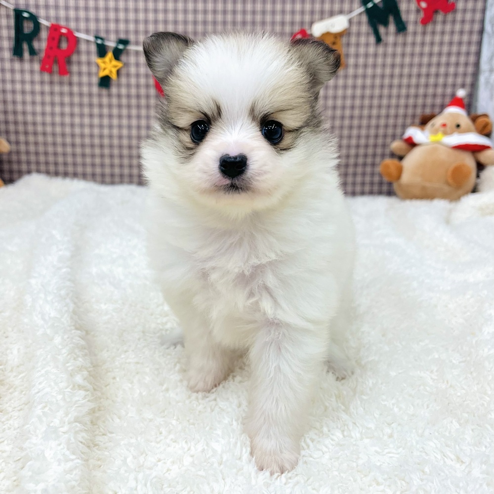 愛知県のポメチワ/チワポメ/ポメチー(ポメラニアン×チワワ) (犬の家＆猫の里エアポートウォーク店/2025年10月6日生まれ/女の子/パーティーカラー)の子犬の3枚目の画像