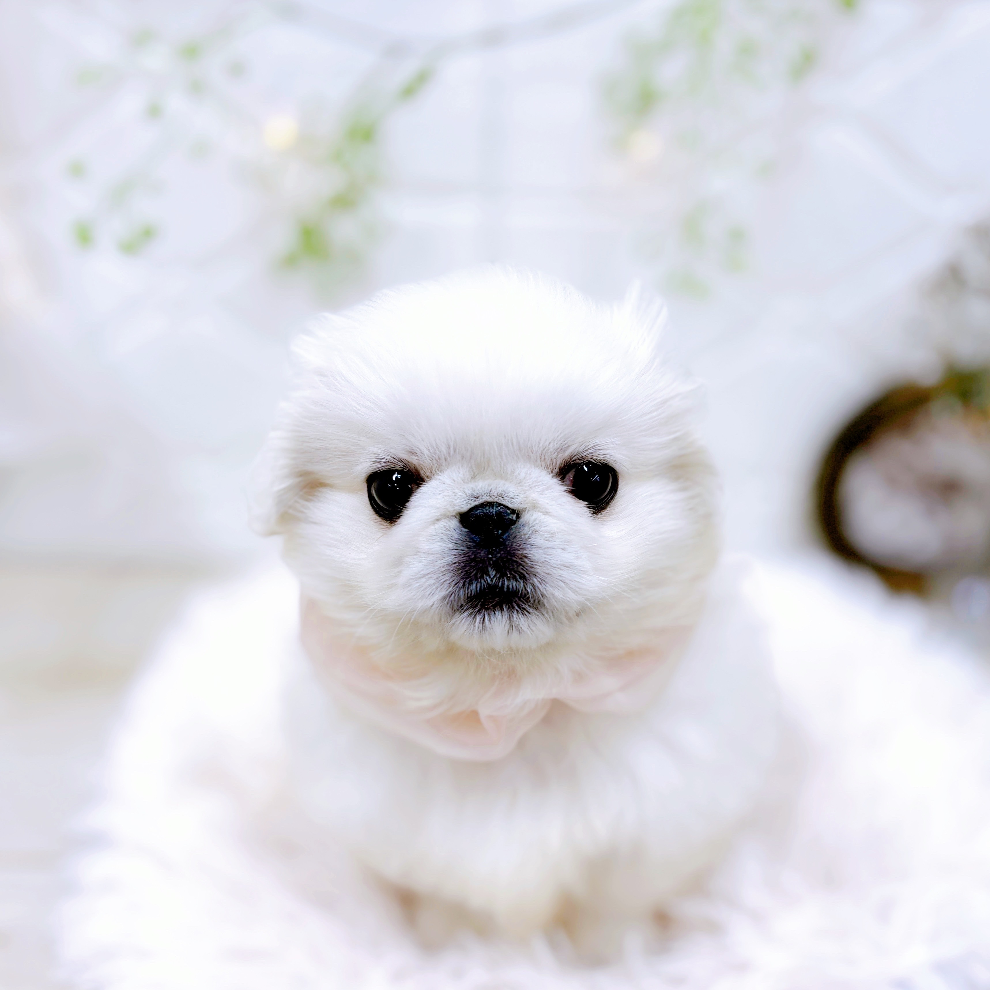 福井県のペキニーズ (犬の家＆猫の里アミーゴ福井店/2025年10月7日生まれ/女の子/ホワイト)の子犬の3枚目の画像