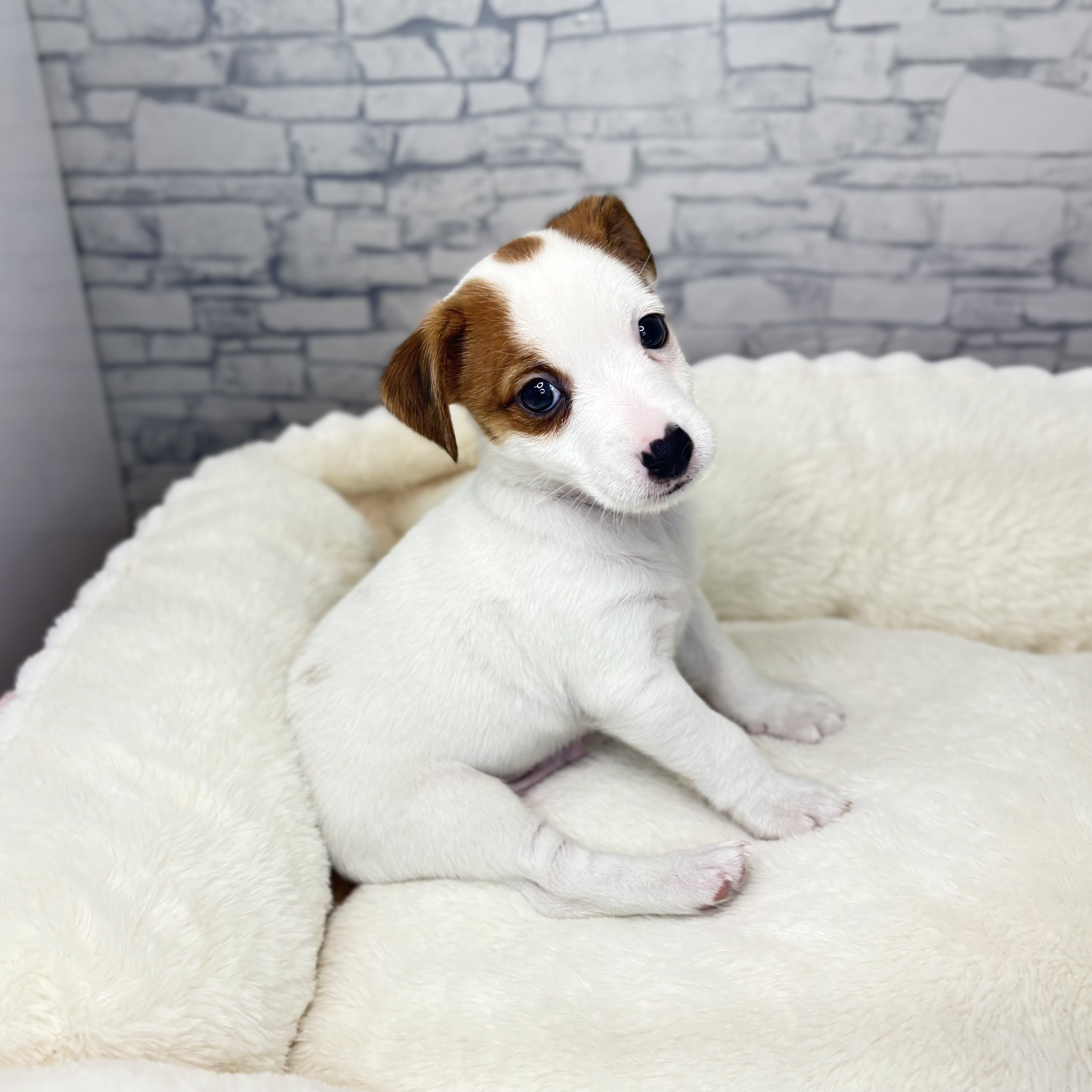 長野県のジャックラッセルテリア (犬の家＆猫の里長野店/2025年10月6日生まれ/男の子/ホワイトタン)の子犬の3枚目の画像