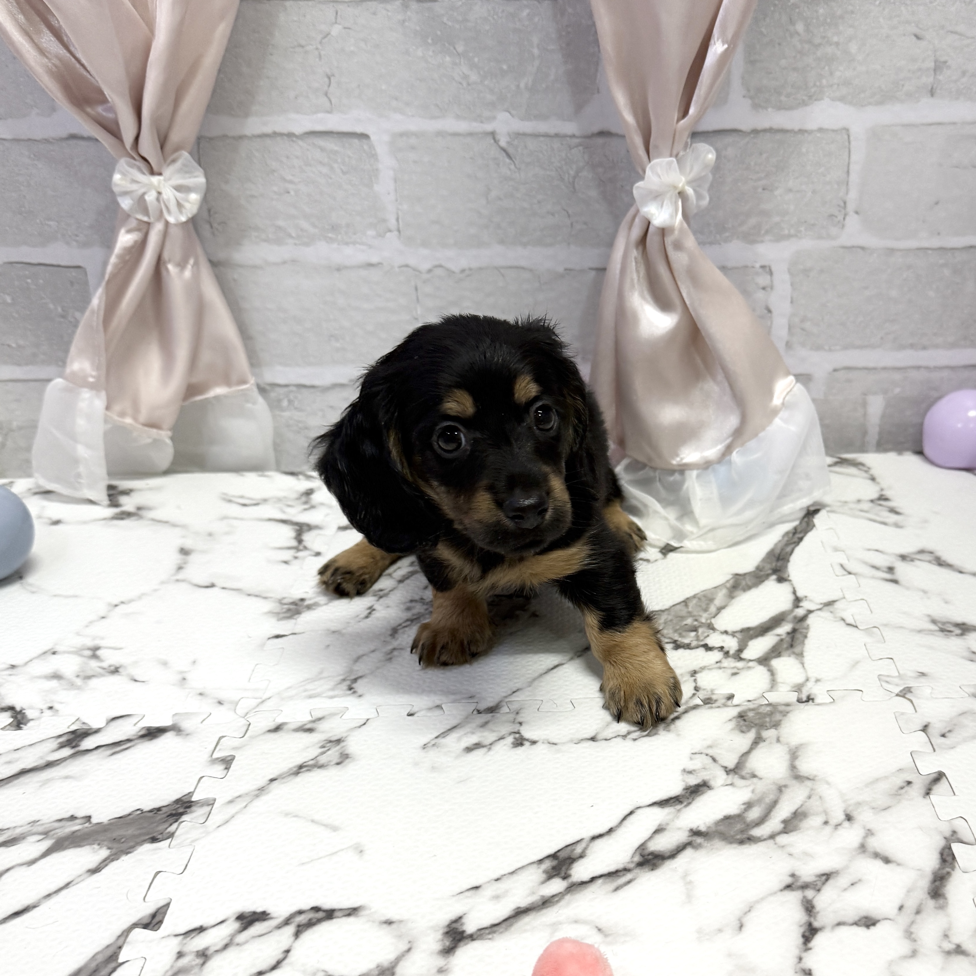 愛知県のミニチュアダックスフンド(ロング) (犬の家＆猫の里岡崎店/2025年10月6日生まれ/男の子/ブラックタン)の子犬の3枚目の画像