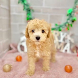 静岡県のビションプー(ビションフリーゼ×プードル) (犬の家＆猫の里プレ葉ウォーク浜北店/2025年10月4日生まれ/女の子/レッドホワイト)の子犬の3枚目の画像