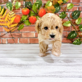 ハーフ犬男の子の写真