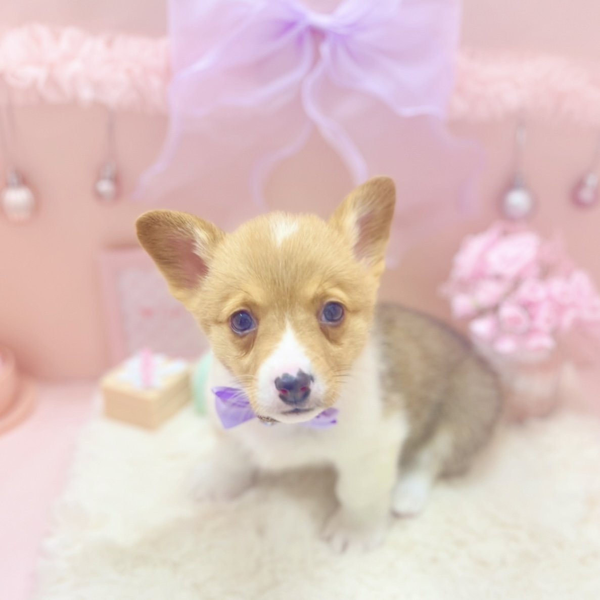 福井県のウェルシュコーギーペンブローク (犬の家＆猫の里アミーゴ福井大和田店/2025年10月1日生まれ/女の子/レッドホワイト)の子犬の3枚目の画像