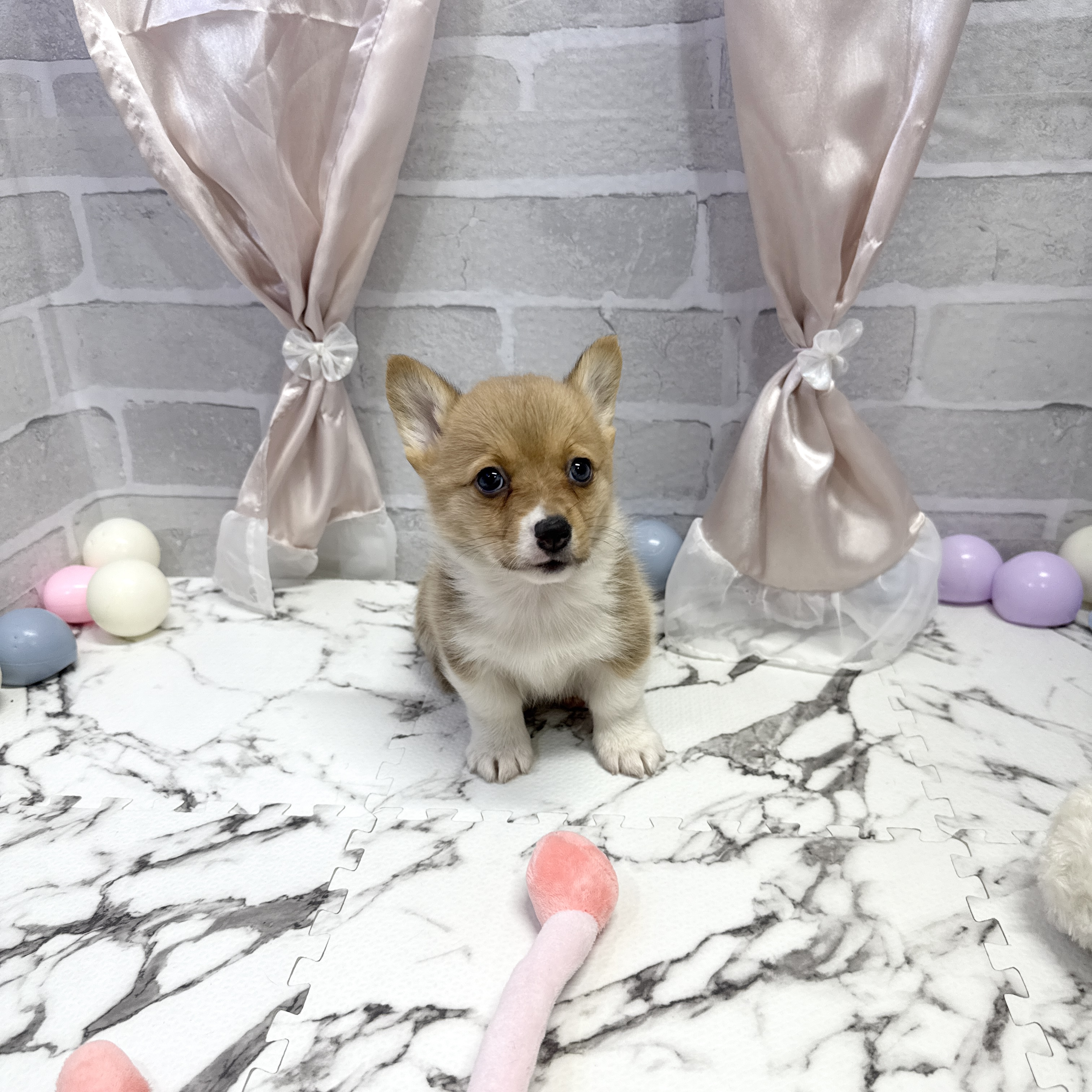 愛知県のウェルシュコーギーペンブローク (犬の家＆猫の里岡崎店/2025年10月1日生まれ/女の子/レッドホワイト)の子犬の3枚目の画像