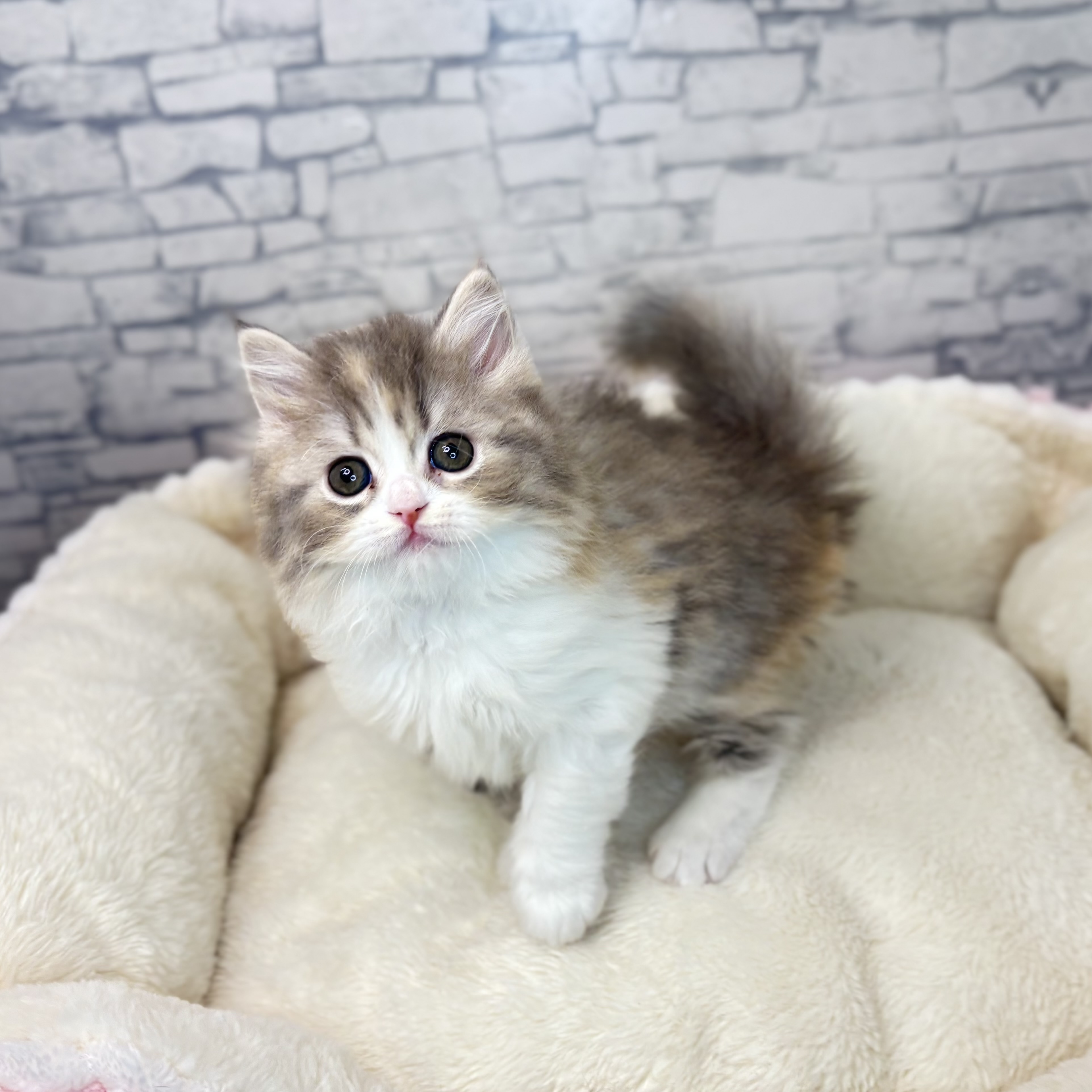 長野県のスコティッシュストレート (犬の家＆猫の里長野店/2025年10月7日生まれ/女の子/ダイリュートキャリコ)の子猫の3枚目の画像