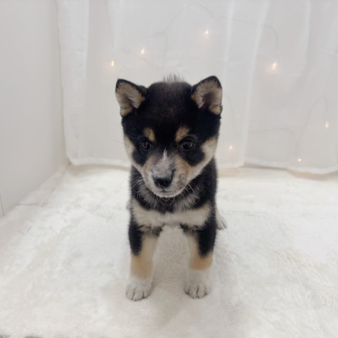 千葉県の豆柴 (犬の家＆猫の里BIGHOPガーデンモール印西店/2025年10月5日生まれ/男の子/黒)の子犬の3枚目の画像