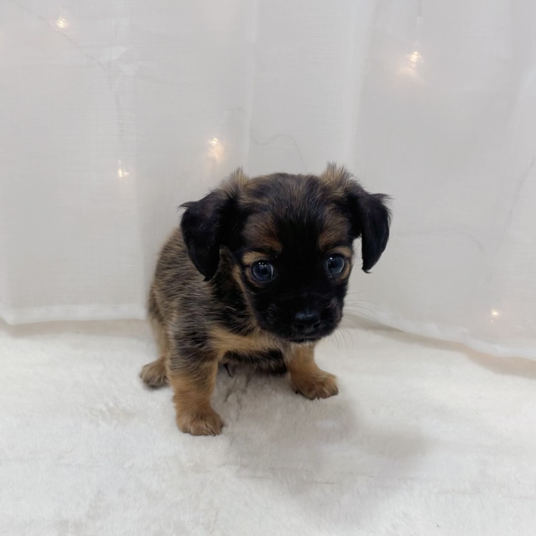 千葉県のチワックス(チワワ×ダックス) (犬の家＆猫の里BIGHOPガーデンモール印西店/2025年10月5日生まれ/男の子/レッド)の子犬の3枚目の画像