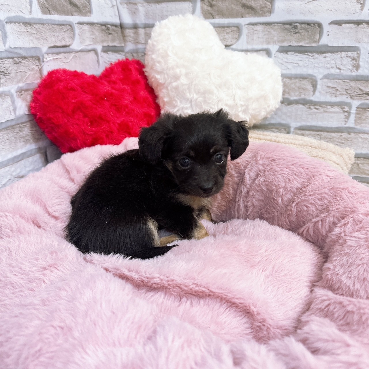 神奈川県のチワックス(チワワ×ダックス) (犬の家＆猫の里モザイクモール港北店/2025年10月5日生まれ/女の子/ブラックタン)の子犬の3枚目の画像