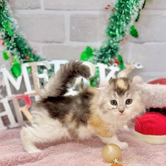 アメリカンカール女の子の写真