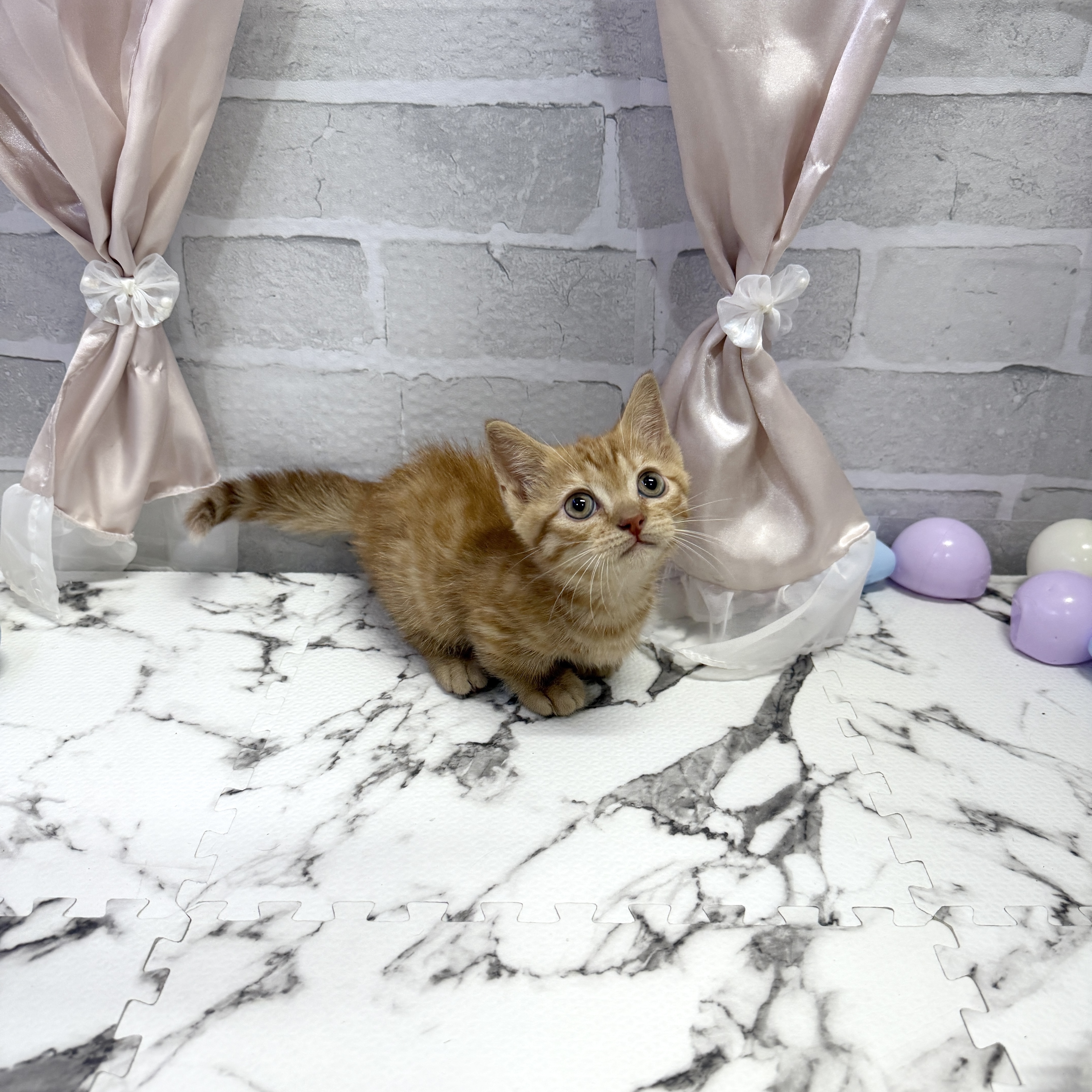 愛知県のマンチカン (犬の家＆猫の里岡崎店/2025年10月7日生まれ/男の子/レッドタビー)の子猫の3枚目の画像