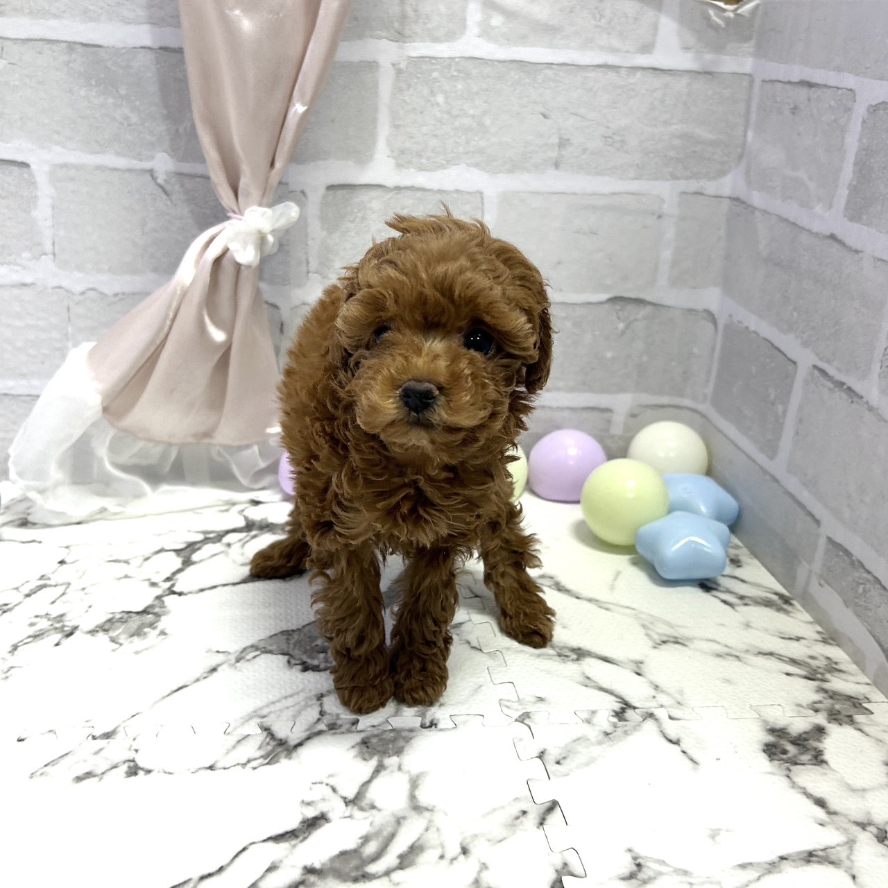 愛知県のトイプードル(トイ) (犬の家＆猫の里岡崎店/2025年10月5日生まれ/女の子/レッド)の子犬の3枚目の画像