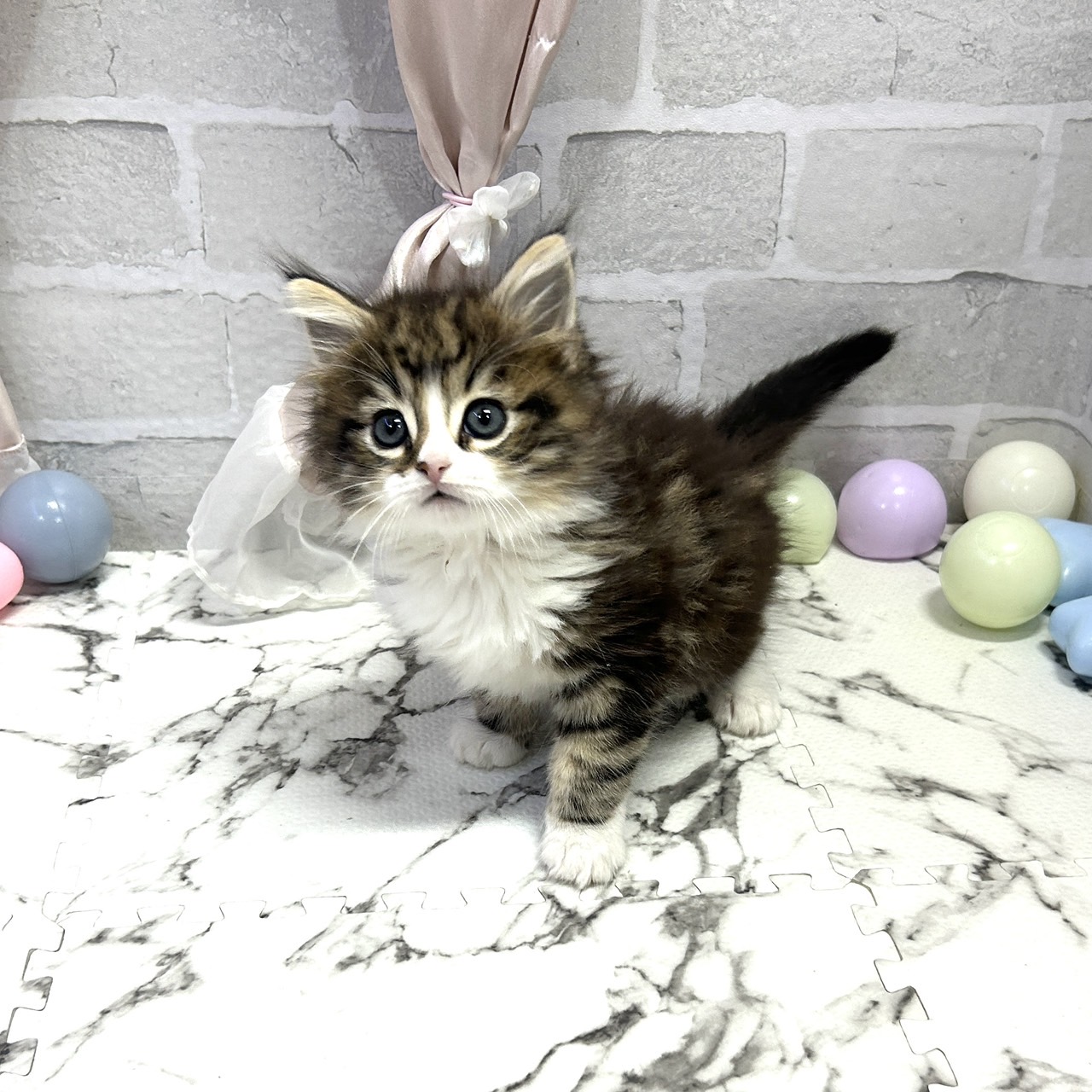 愛知県のノルウェージャンフォレストキャット (犬の家＆猫の里岡崎店/2025年10月5日生まれ/男の子/ブラックタビーホワイト)の子猫の3枚目の画像