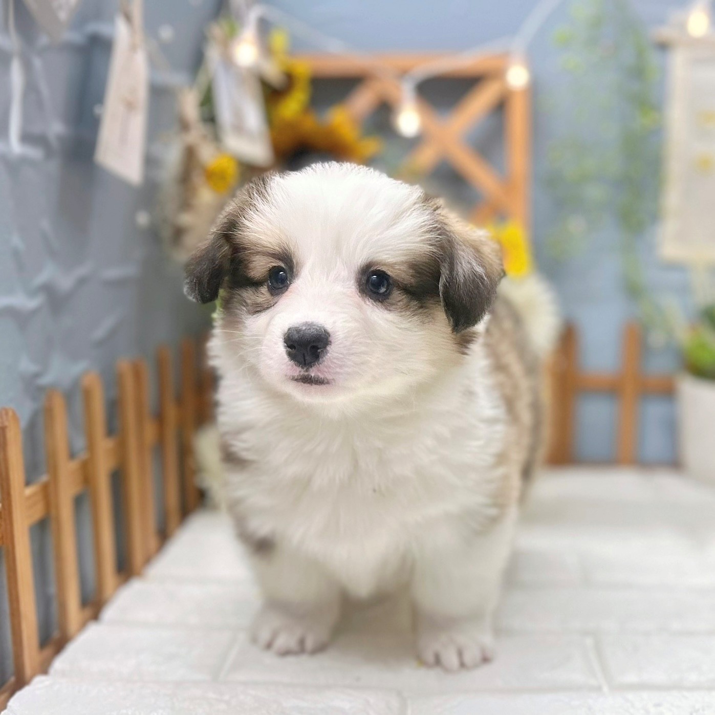 コーギー女の子の写真