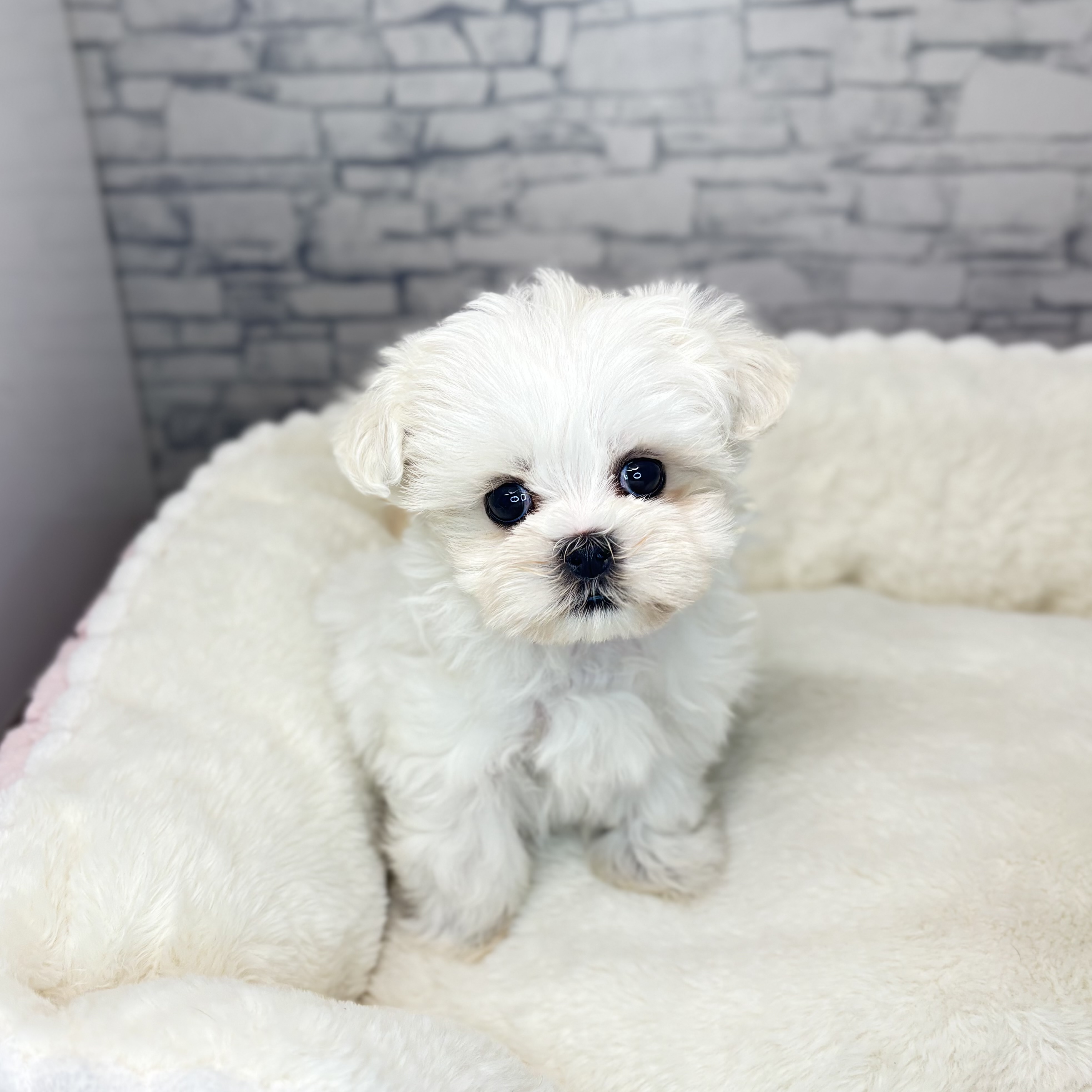 ハーフ犬男の子の写真