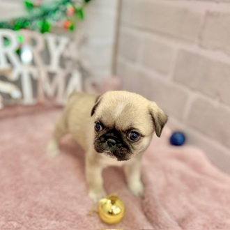 静岡県のペキパグ/パグペキ(ペキニーズ×パグ) (犬の家＆猫の里プレ葉ウォーク浜北店/2025年10月6日生まれ/男の子/フォーン)の子犬の3枚目の画像