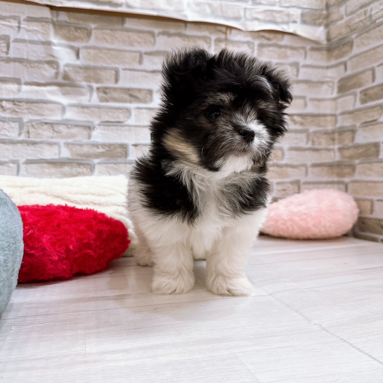 神奈川県のポメマル/マルポメ(ポメラニアン×マルチーズ) (犬の家＆猫の里モザイクモール港北店/2025年10月6日生まれ/男の子/ブラックホワイト)の子犬の3枚目の画像