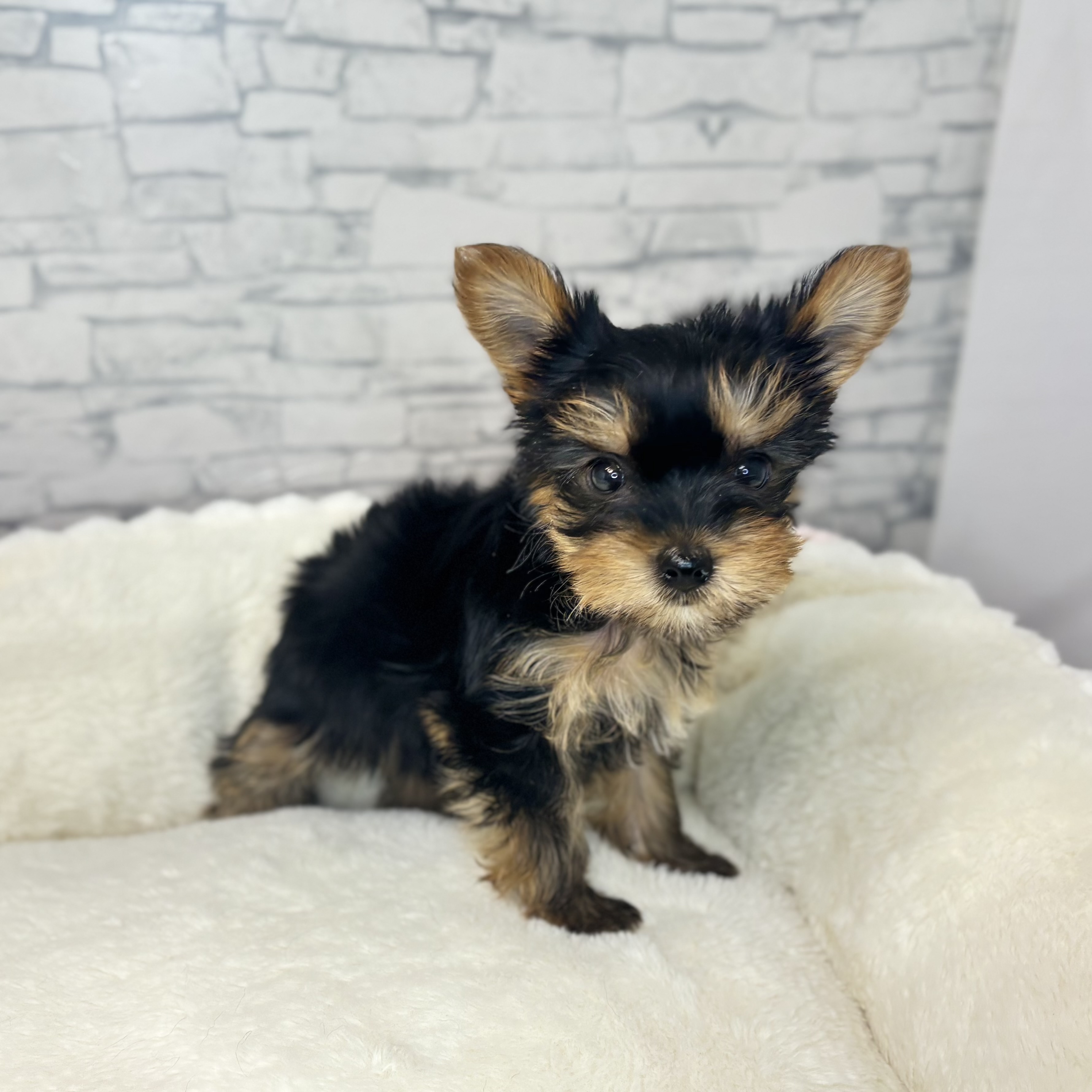 長野県のヨークシャーテリア (犬の家＆猫の里長野店/2025年10月5日生まれ/女の子/スチールブルータン)の子犬の3枚目の画像