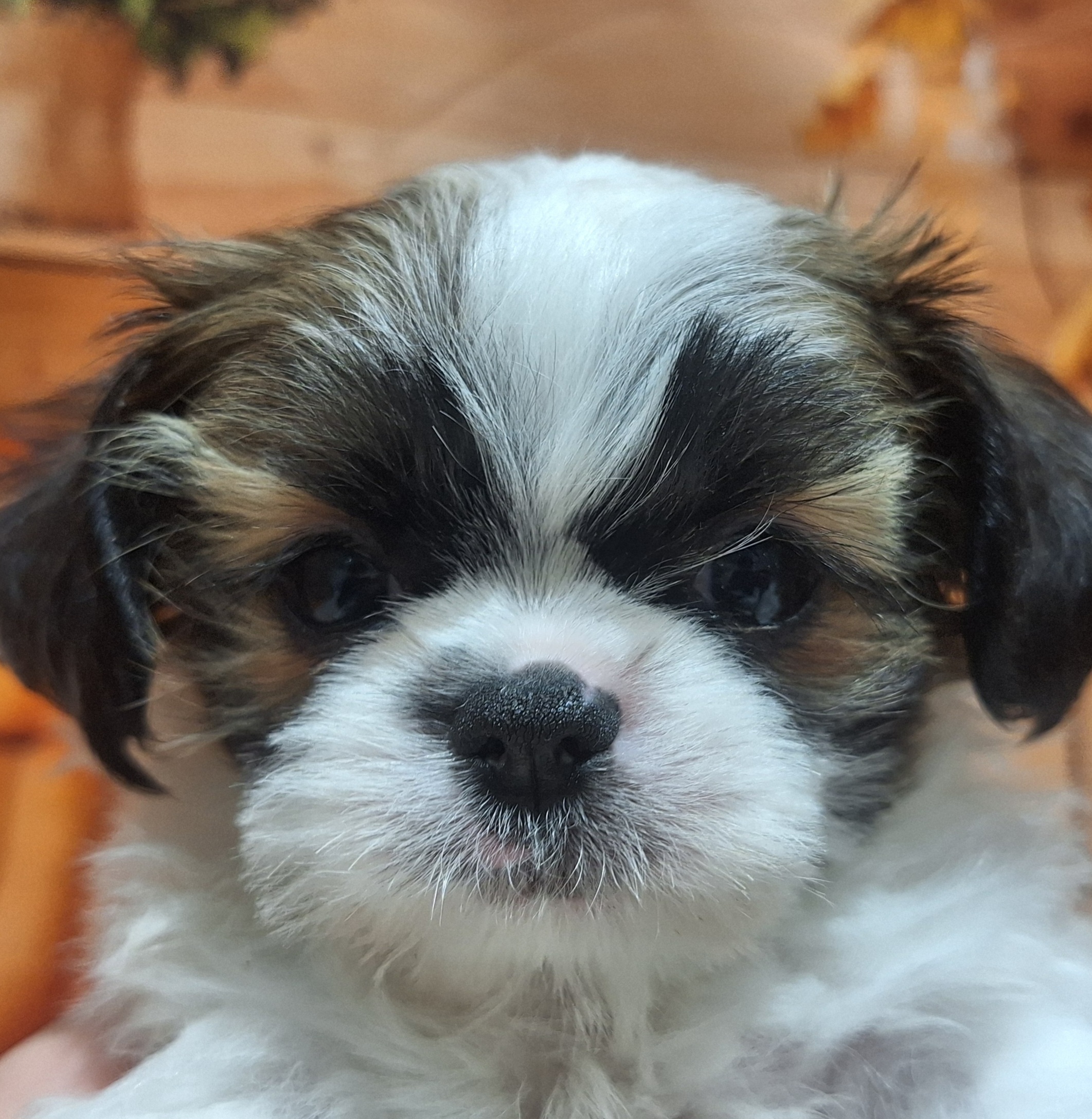 ハーフ犬男の子の写真