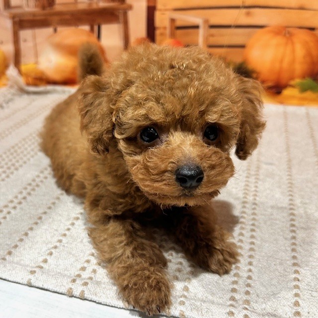 福岡県のトイプードル(トイ) (犬の家＆猫の里トリアス久山店/2025年10月7日生まれ/男の子/レッド)の子犬の3枚目の画像