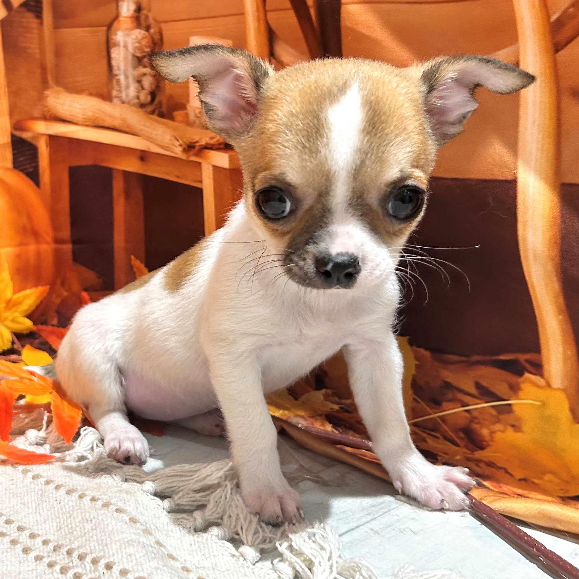 福岡県のチワワ(スムース) (犬の家＆猫の里トリアス久山店/2025年10月2日生まれ/女の子/ホワイトフォーン)の子犬の3枚目の画像