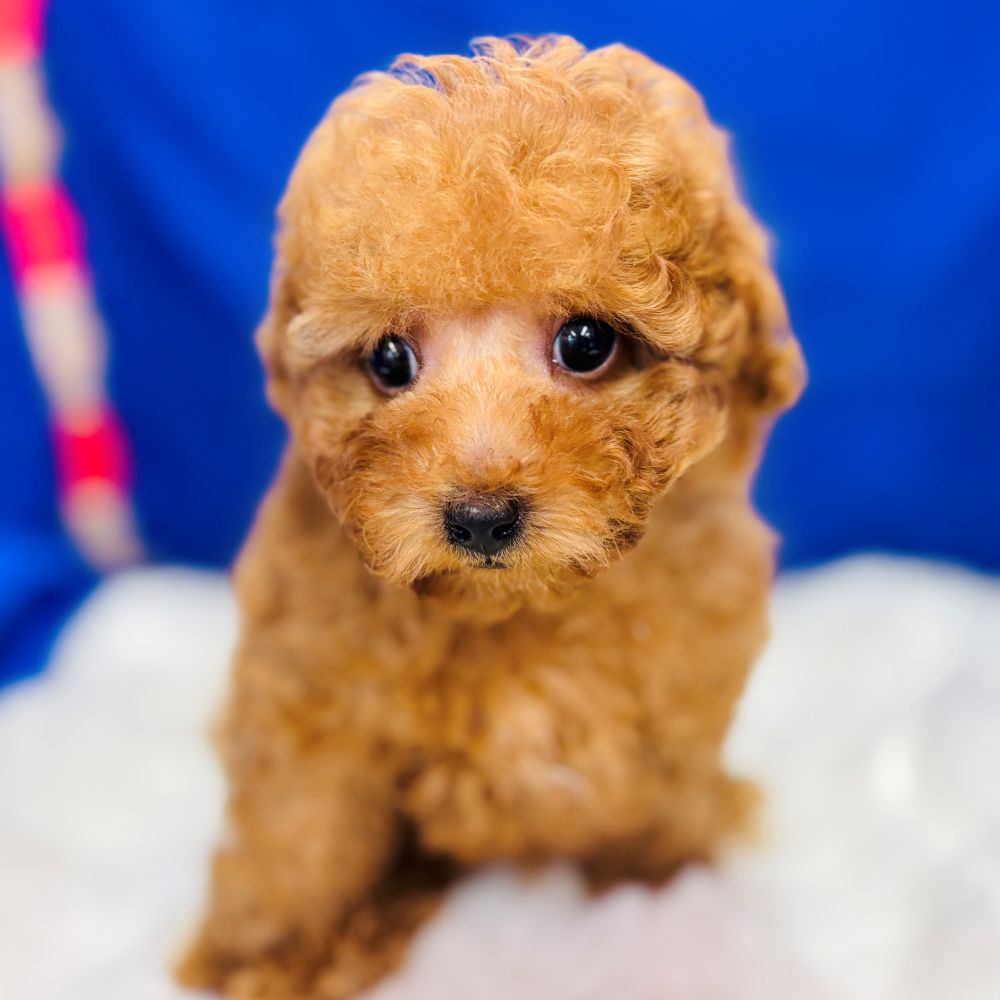 愛知県のトイプードル(トイ) (犬の家＆猫の里愛知刈谷店/2025年10月4日生まれ/男の子/レッド)の子犬の3枚目の画像