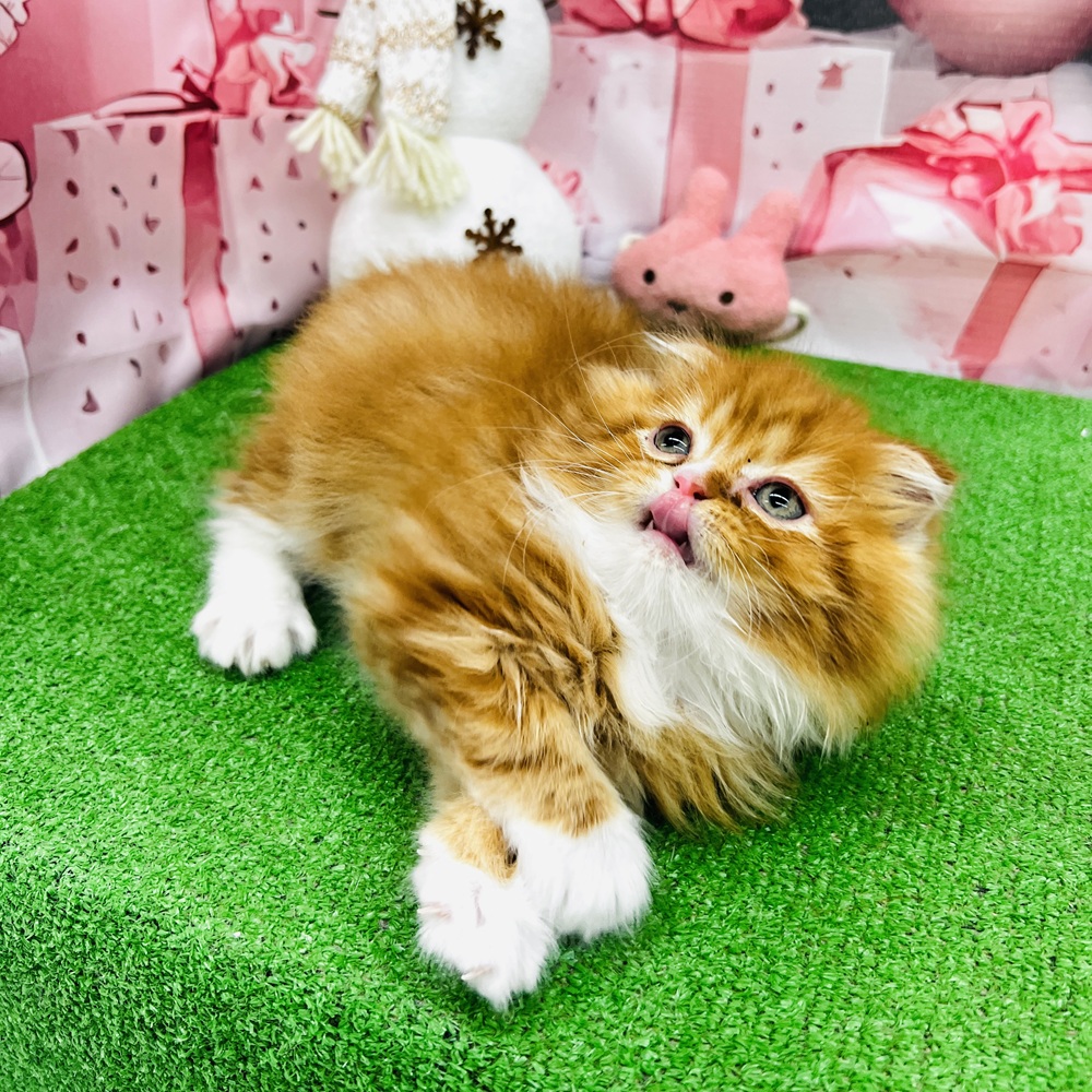 愛知県のスコティッシュフォールド (犬の家＆猫の里豊田店/2025年10月6日生まれ/男の子/レッドタビーホワイト)の子猫の3枚目の画像