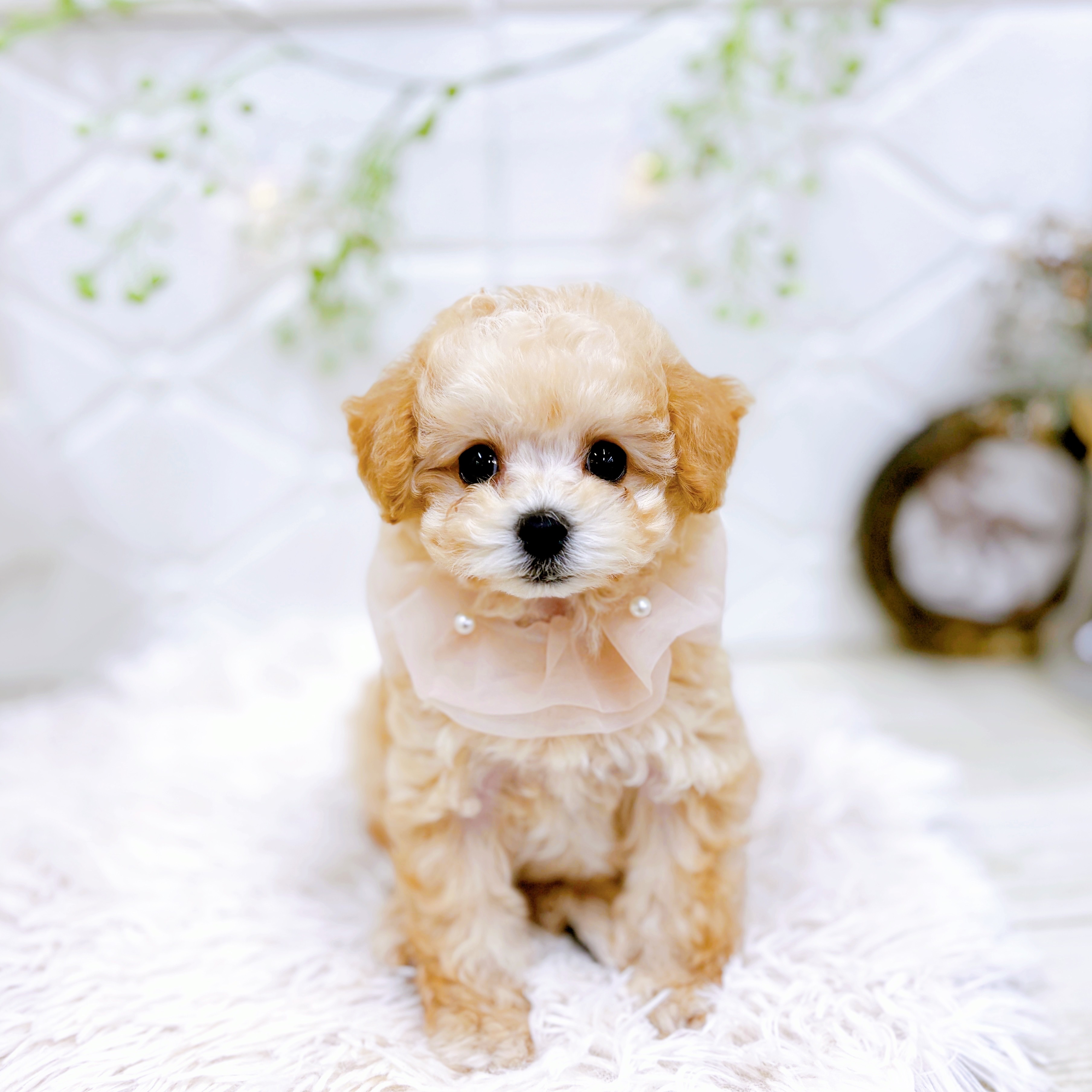 福井県のトイプードル(タイニー) (犬の家＆猫の里アミーゴ福井店/2025年10月8日生まれ/女の子/ペールフォーン)の子犬の3枚目の画像