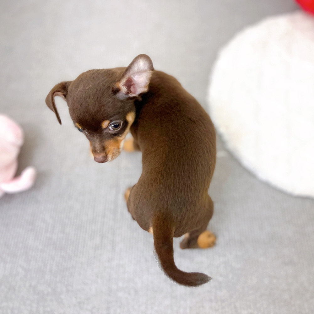 京都府のチワピン(チワワ×ミニチュアピンシャー) (犬の家＆猫の里京都樟葉店/2025年10月9日生まれ/男の子/チョコレートタン)の子犬の3枚目の画像