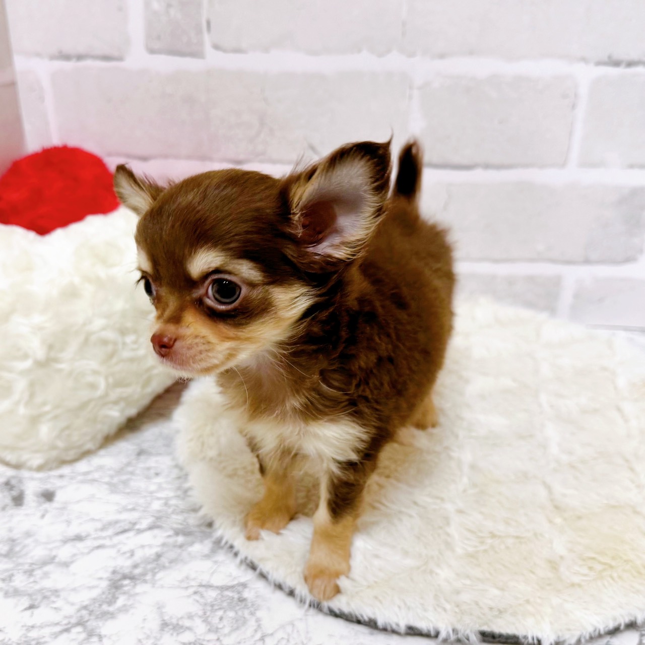 京都府のチワワ(ロング) (犬の家＆猫の里京都精華店/2025年10月8日生まれ/女の子/チョコレートクリーム)の子犬の3枚目の画像