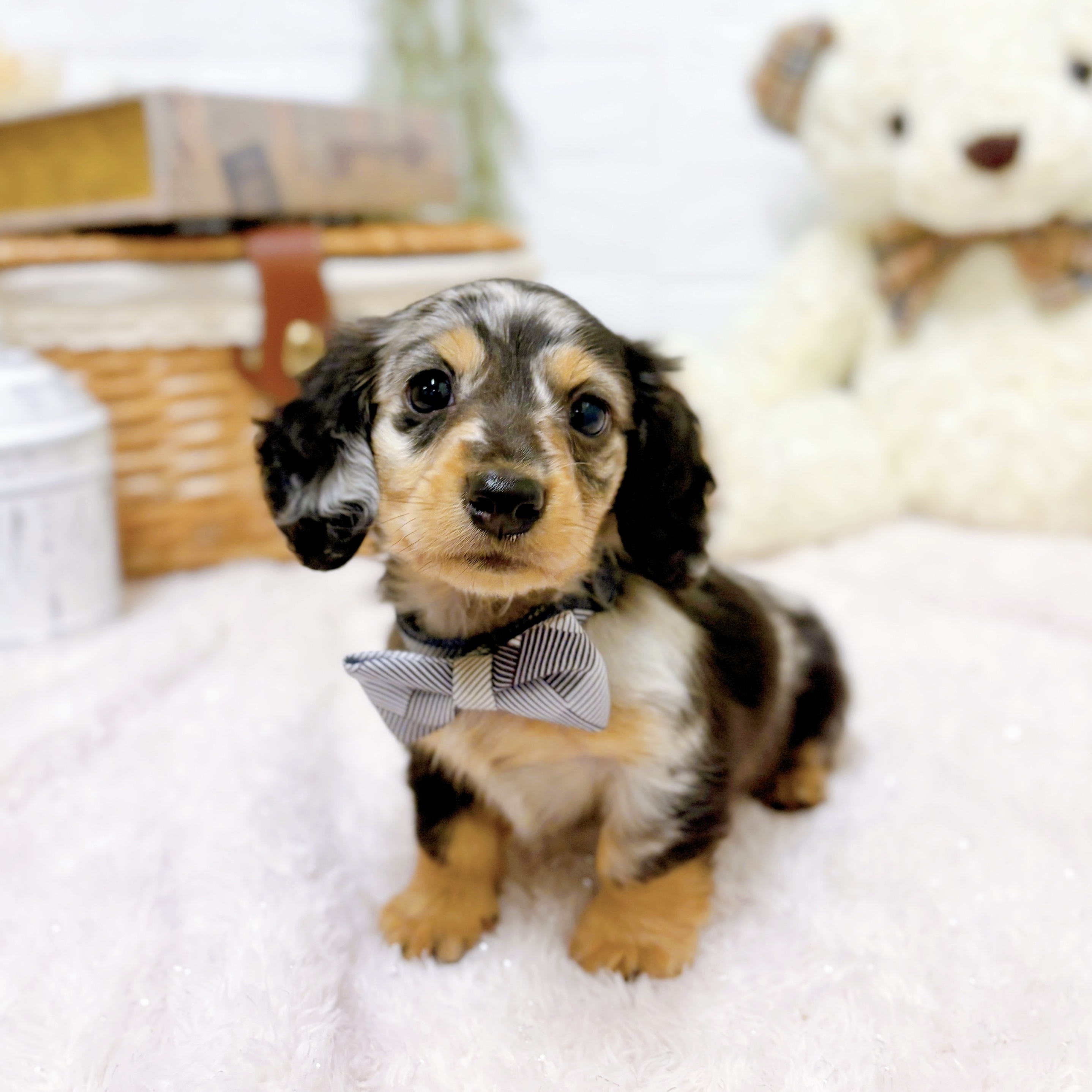 滋賀県のミニチュアダックスフンド(ロング) (犬の家＆猫の里近江八幡店/2025年10月9日生まれ/男の子/シルバーダップル)の子犬の3枚目の画像