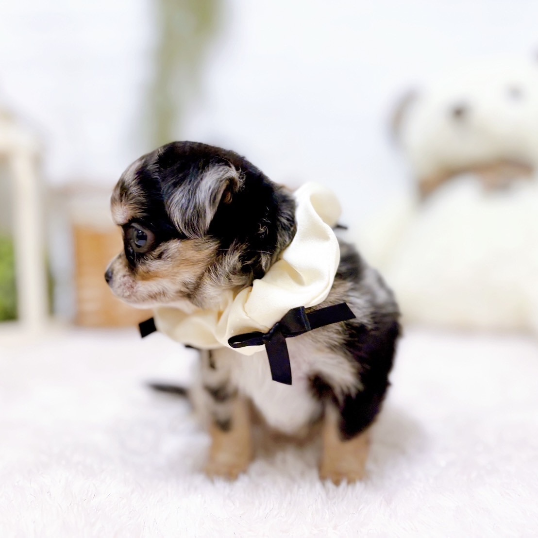 福岡県のチワワ(ロング) (犬の家＆猫の里くりえいと宗像店/2025年10月7日生まれ/女の子/ブルーマール)の子犬の3枚目の画像