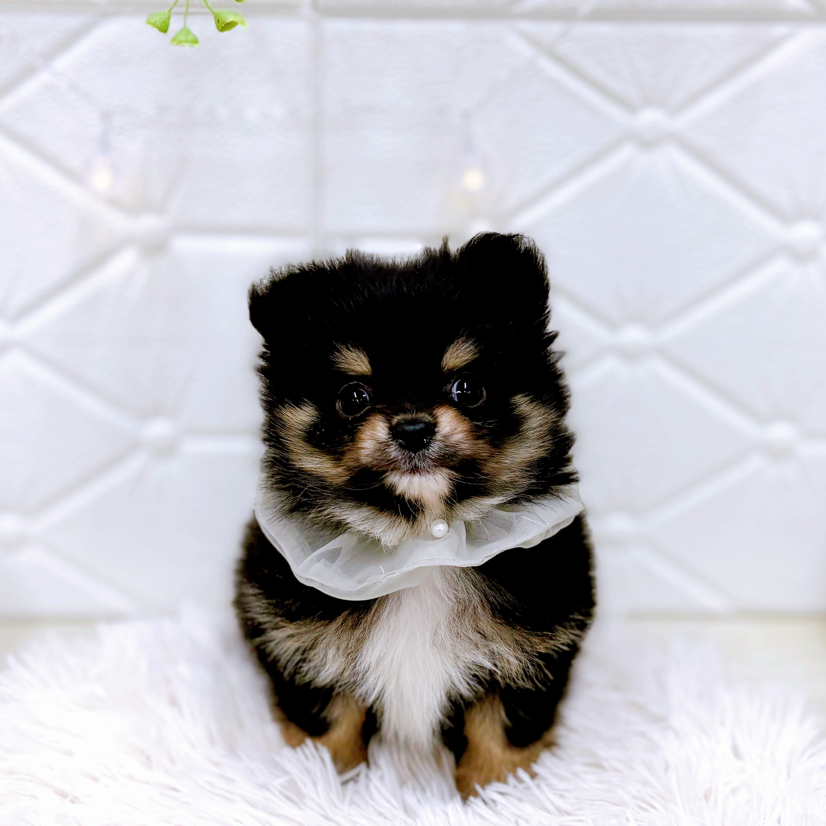 福井県のポメチワ/チワポメ/ポメチー(ポメラニアン×チワワ) (犬の家＆猫の里アミーゴ福井店/2025年10月7日生まれ/男の子/ブラックタン)の子犬の3枚目の画像