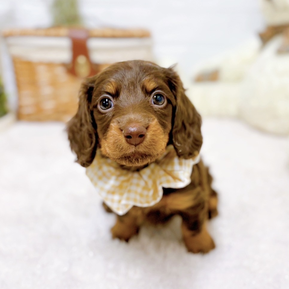 滋賀県のミニチュアダックスフンド(ロング) (犬の家＆猫の里近江八幡店/2025年10月8日生まれ/女の子/ブラウンタン)の子犬の3枚目の画像