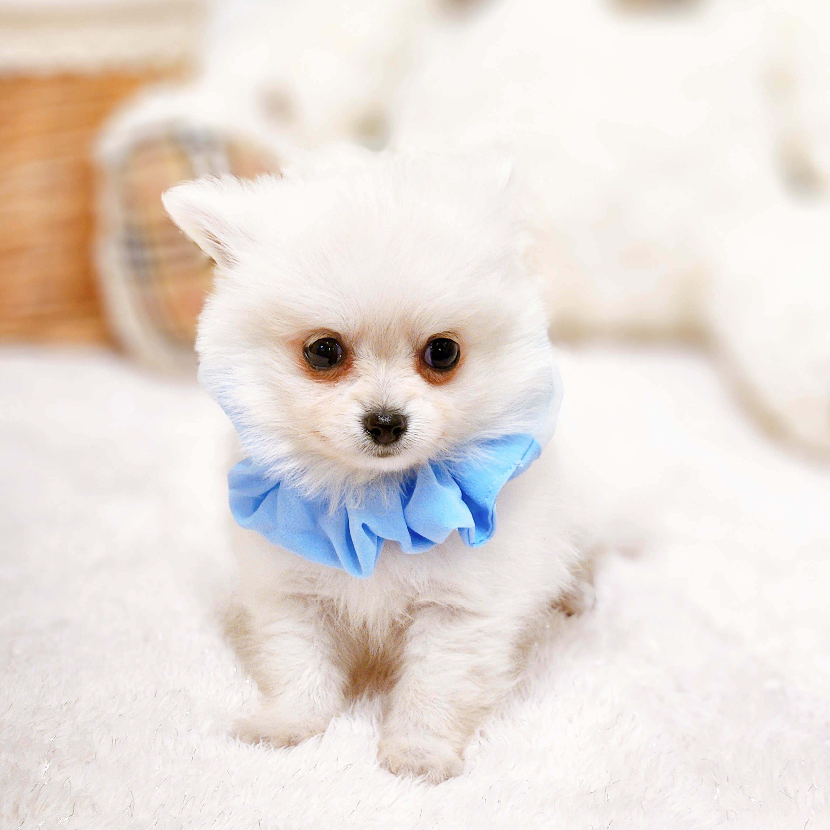 滋賀県のポメチワ/チワポメ/ポメチー(ポメラニアン×チワワ) (犬の家＆猫の里近江八幡店/2025年10月8日生まれ/男の子/ホワイト)の子犬の3枚目の画像