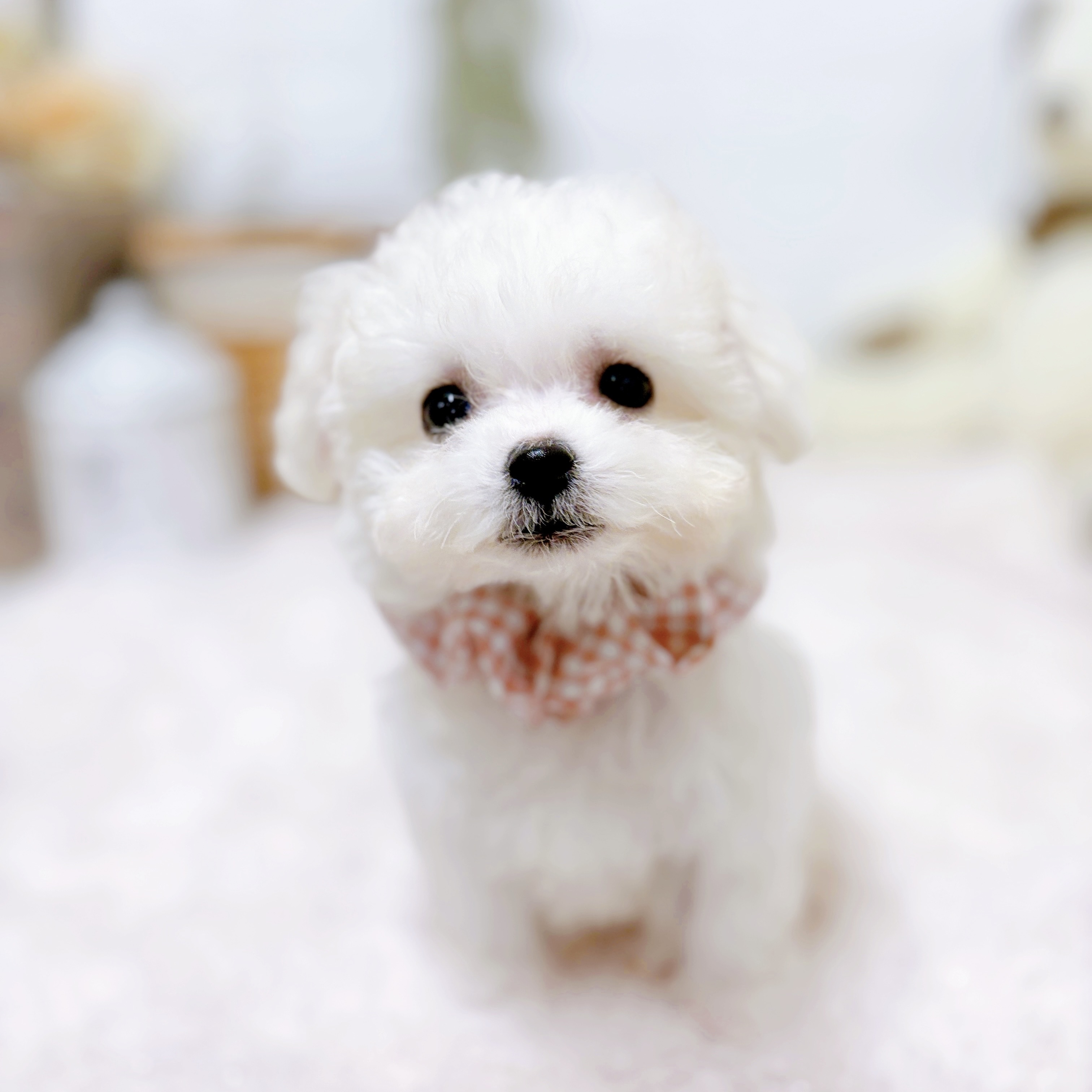 滋賀県のビションフリーゼ (犬の家＆猫の里近江八幡店/2025年10月5日生まれ/女の子/ホワイト)の子犬の3枚目の画像