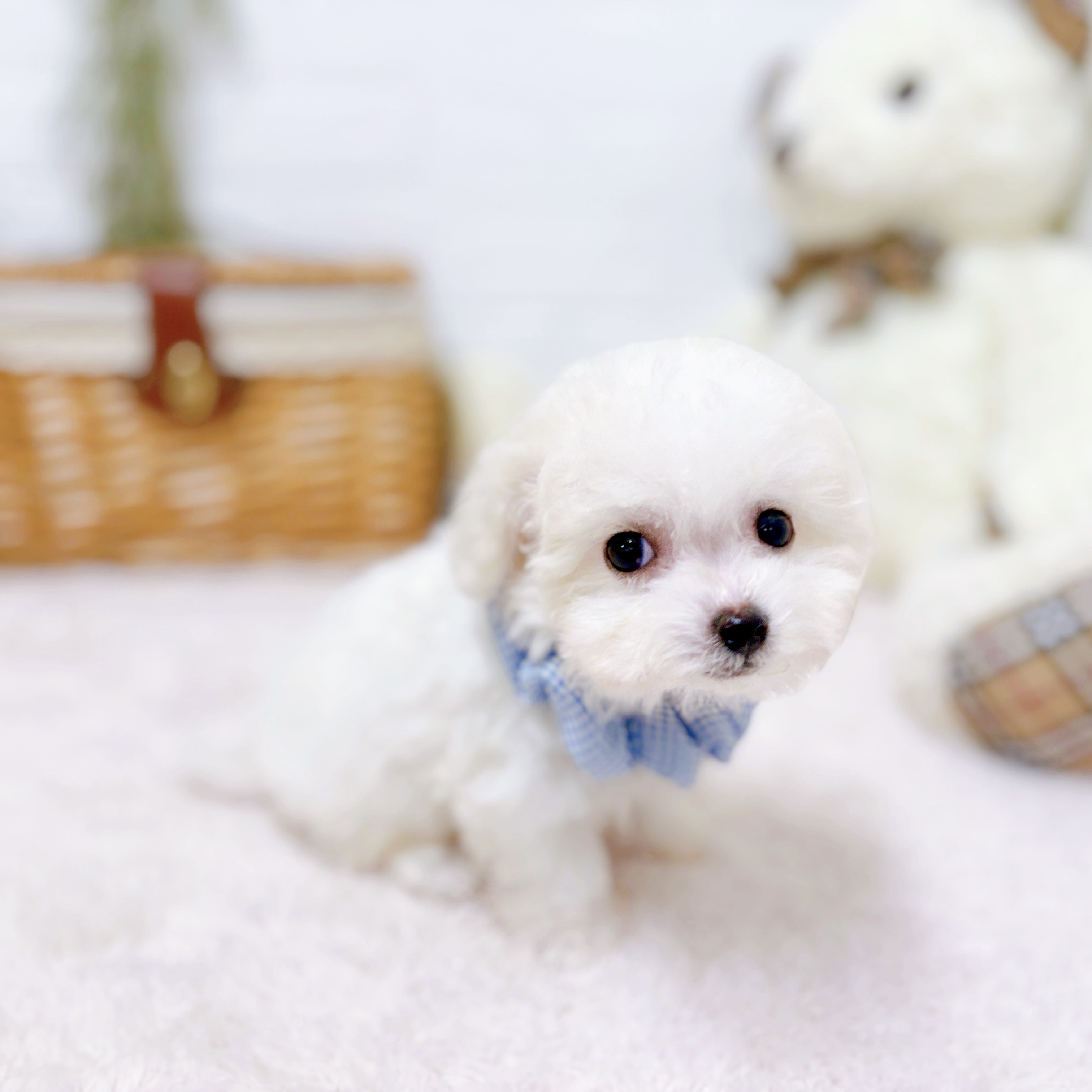 滋賀県のビションフリーゼ (犬の家＆猫の里近江八幡店/2025年10月5日生まれ/女の子/ホワイト)の子犬の3枚目の画像