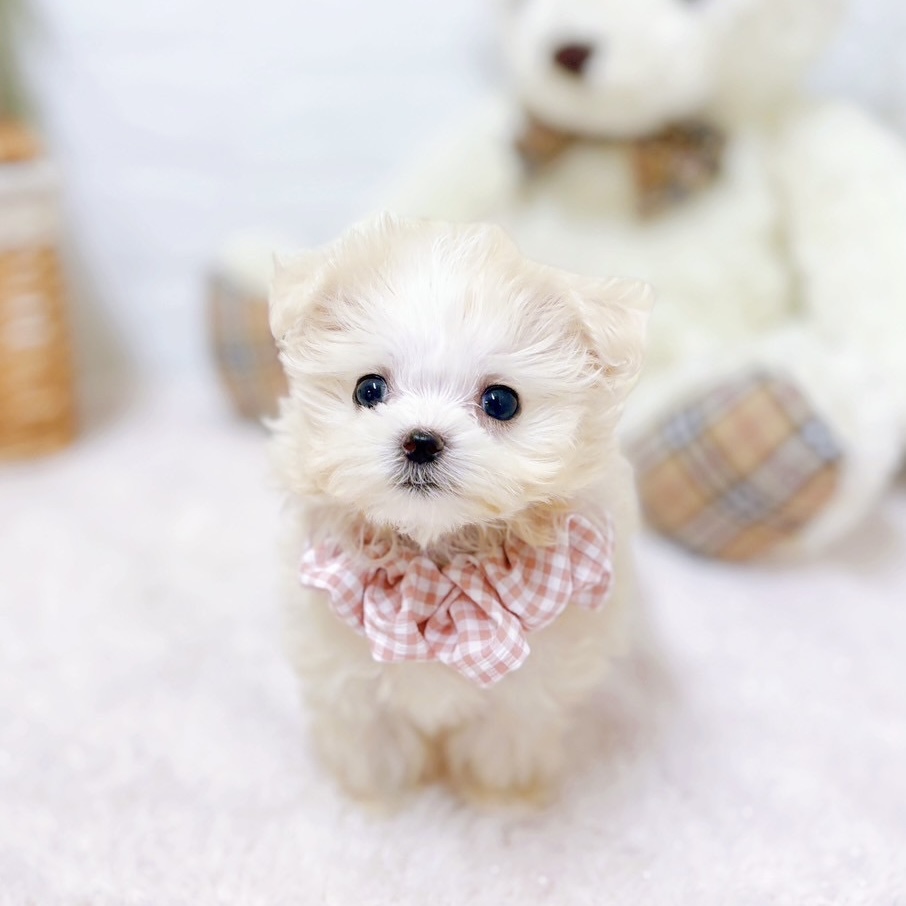 滋賀県のマルプー(マルチーズ×プードル) (犬の家＆猫の里近江八幡店/2025年10月7日生まれ/女の子/アプリコット)の子犬の3枚目の画像