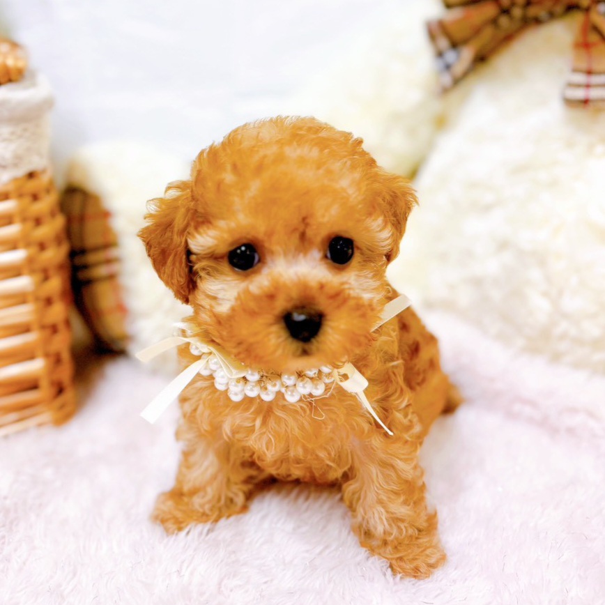 滋賀県のトイプードル(ティーカップ) (犬の家＆猫の里近江八幡店/2025年10月8日生まれ/女の子/オレンジフォーン)の子犬の3枚目の画像
