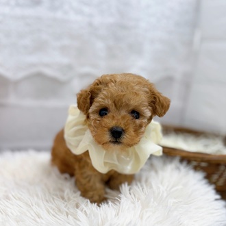 滋賀県のトイプードル(ティーカップ) (犬の家＆猫の里長浜店/2025年10月8日生まれ/女の子/オレンジフォーン)の子犬の3枚目の画像