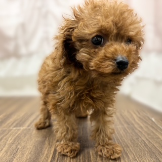 兵庫県のトイプードル(トイ) (犬の家＆猫の里カナート西神戸店/2025年10月6日生まれ/女の子/レッドフォーン)の子犬の3枚目の画像