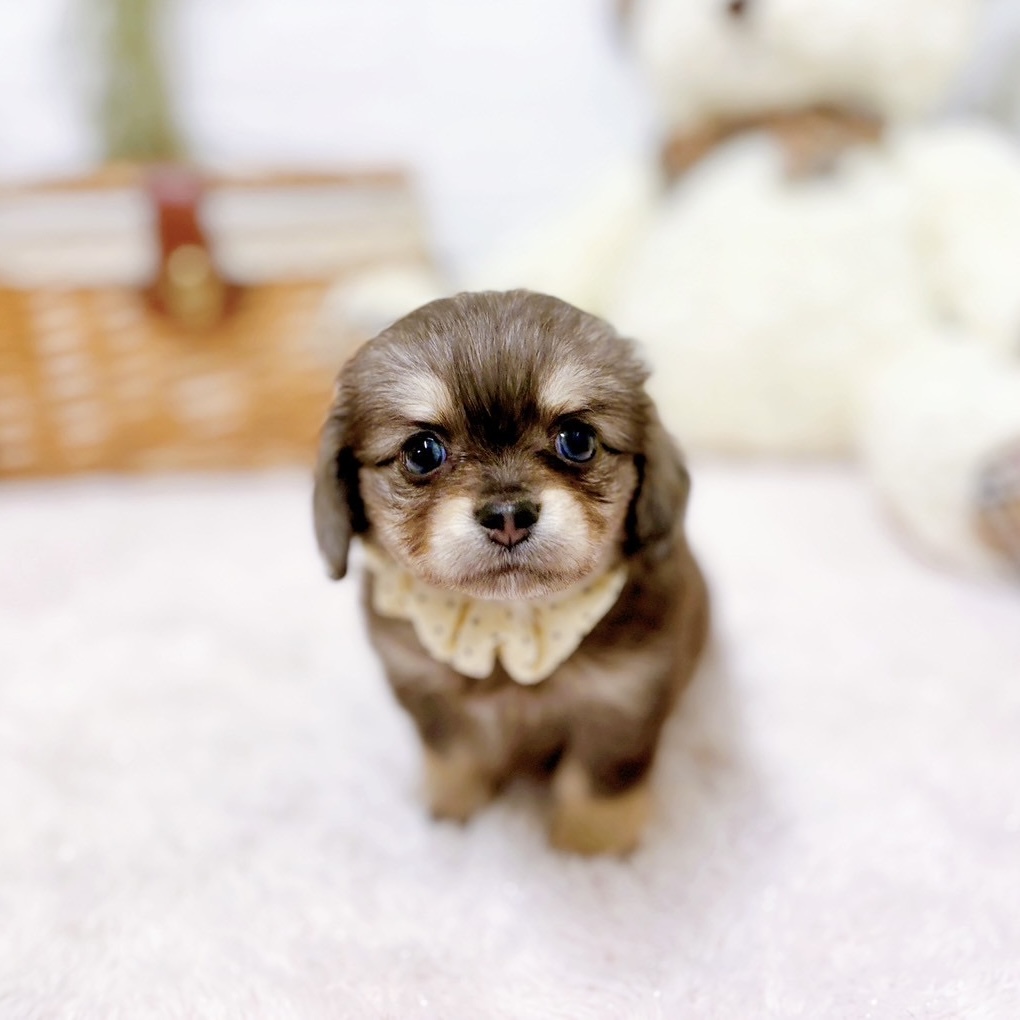 滋賀県のチワックス(チワワ×ダックス) (犬の家＆猫の里近江八幡店/2025年10月8日生まれ/女の子/ライラックタン)の子犬の3枚目の画像