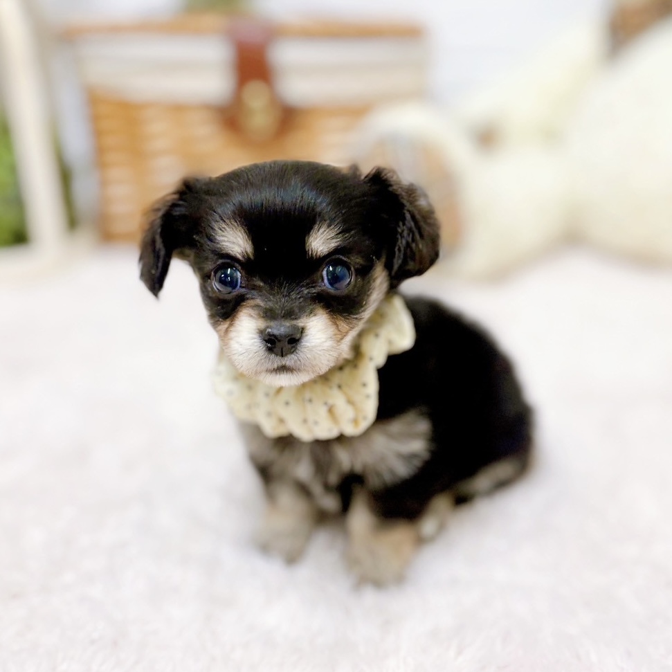 滋賀県のチワックス(チワワ×ダックス) (犬の家＆猫の里近江八幡店/2025年10月8日生まれ/女の子/ブラックタン)の子犬の3枚目の画像