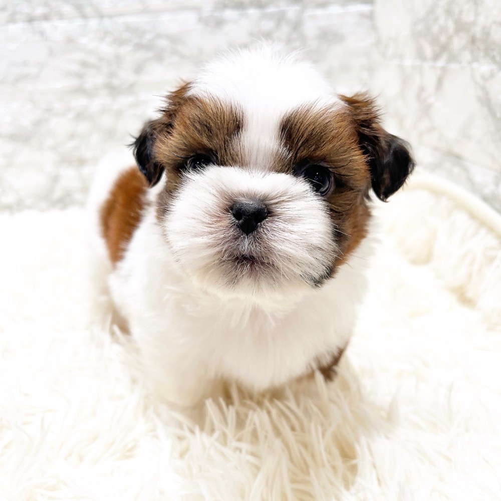 愛知県のシーズー (犬の家＆猫の里MiO香久山店/2025年10月10日生まれ/男の子/ゴールドホワイト)の子犬の3枚目の画像