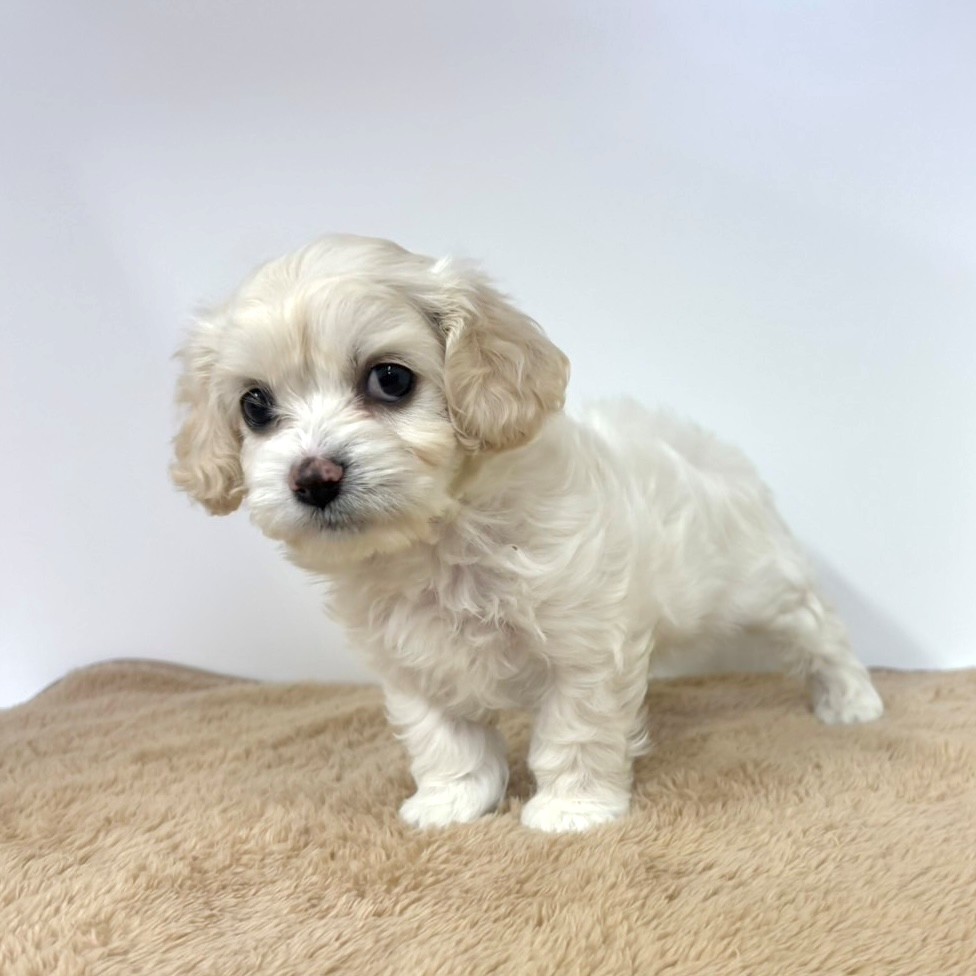 神奈川県のハーフ犬・ミックス犬 (犬の家＆猫の里相模原店/2025年10月10日生まれ/女の子/クリームホワイト)の子犬の3枚目の画像