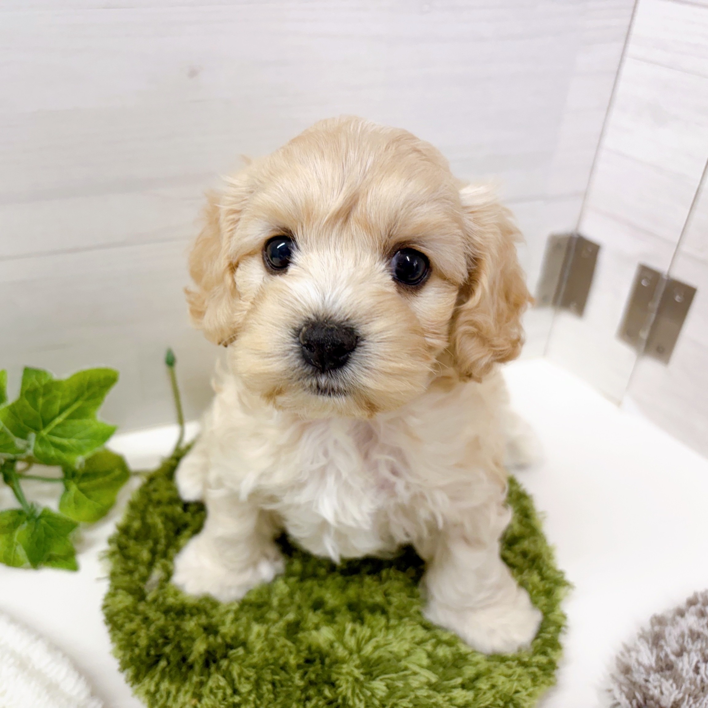 石川県のハーフ犬・ミックス犬 (犬の家＆猫の里アミーゴ金沢おこばた店/2025年10月10日生まれ/女の子/クリームホワイト)の子犬の3枚目の画像